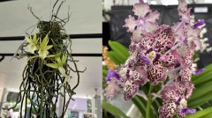 胡姬花展时隔七年周六重磅回归 幽灵兰等稀有品种将首亮相